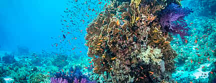 Photo 2 Sea Trip Ras-Mohamed-Sharm