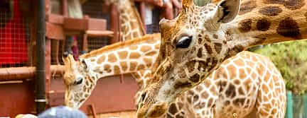 Photo 2 Elephant Orphanage and Giraffe Centre in Nairobi