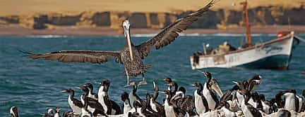 Photo 2 Boat Tour of Ballestas Islands