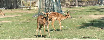 Photo 3 Safari Park Tour with Tickets