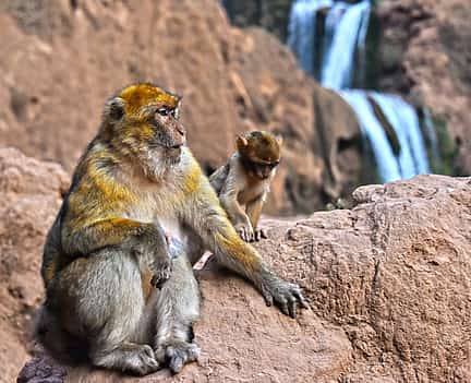 Photo 2 Day Trip to Ouzoud Waterfalls from Marrakesh