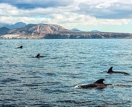 Foto 2 Tenerife: Luxury Opera 60 Whale and Dolphin Watching Experience