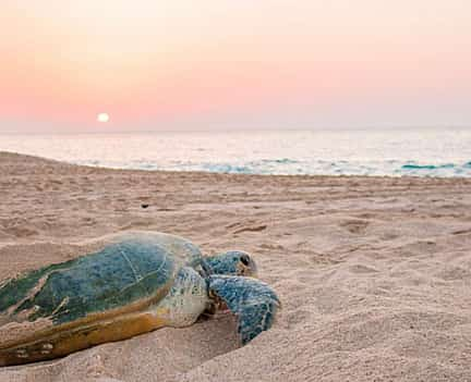 Foto 2 Delfin- und Schildkrötenbeobachtungstour