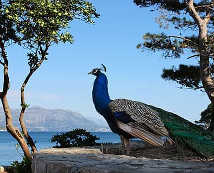 Фото 2 Lokrum Island Walking Tour