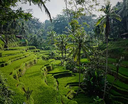 Photo 2 Waterfall and Temple Half-day Tour in Ubud