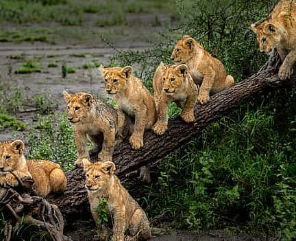 Foto 2 Safari de 4 días a la espectacular migración del Serengeti