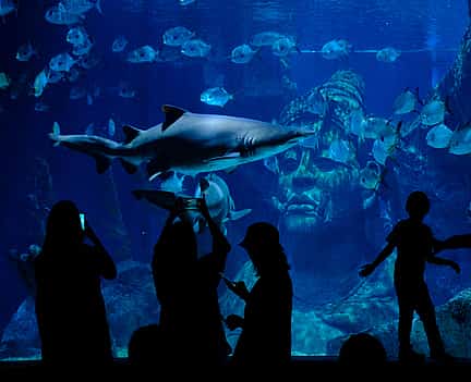Foto 2 Aquarium Experience with Combo Ticket Package