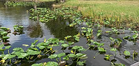 Photo 2 Everglades - River "Grass"