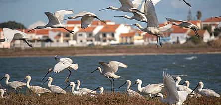 Photo 2 Estuary Birdwatching Boat Tour