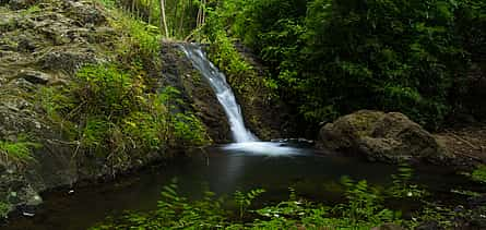 Foto 2 Excursión a la selva tropical con degustación de productos locales