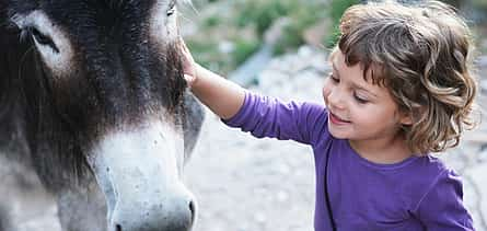 Photo 2 Donkey Ride in Aljezur