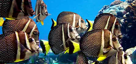 Foto 2 Try Scuba Diving Experience