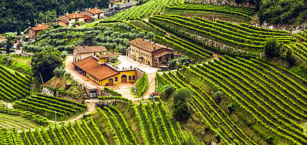 Photo 2 Verona and Valpolicella Private Full-day Tour from Venice