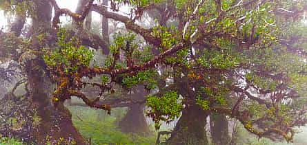 Photo 2 Fanal and Assobiadores Full-day Walking Tour