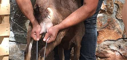 Foto 2 Explorar la cabaña del pastor y el proceso de elaboración del queso desde Rethymno