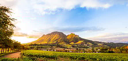 Foto 2 Excursión de un día en triciclo por los viñedos del Cabo