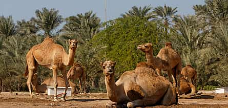 Photo 2 Private Liwa Overnight Safari