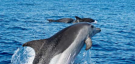 Foto 2 Madeira: Dolphin Watching