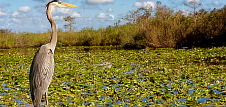 Фото 2 Everglades Holiday Park Tour