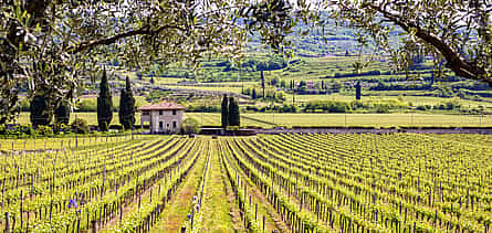 Foto 2 Ruta del vino Amarone en bicicleta eléctrica por Verona