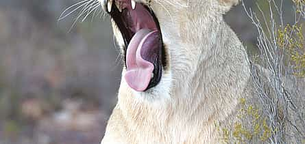 Photo 2 Early Morning Safari at Aquila Game Reserve