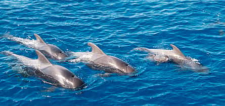 Foto 2 Tenerife: Experiencia de avistamiento de ballenas y delfines en régimen de Todo Incluido Premium