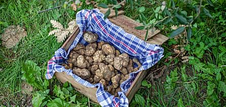 Photo 2 Truffle Hunting and Amarone Wine Tasting