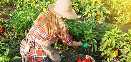 Photo 2 Private Agricaltural Tour: a  Day at the Corfu Farm