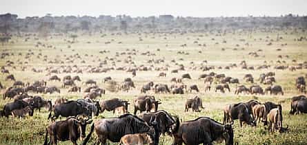 Photo 2 7 Day Trekking Journey of Wildebeest