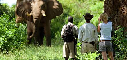 Photo 2 South Laungwa Private Walking Safari