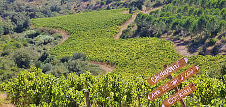 Photo 2 Northern Lisbon Wine Tasting
