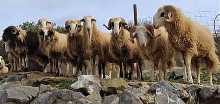 Photo 2 From Heraklion: Lasithi Plateau, Zeus Cave, Wind Mills and Olive Oil Factory Small Group Tour