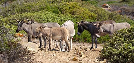 Фото 2 Asinara Island Full-day Off-road Tour