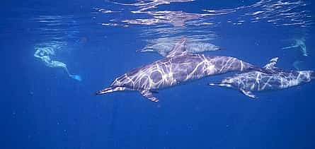 Foto 2 Excursión en barco de día completo al amanecer con delfines y almuerzo