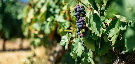 Photo 2 Douro Valley Wine Tour with Lunch