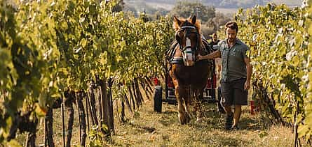 Foto 2 Maremma exclusiva desde Florencia: Los vinos secretos de Suvereto