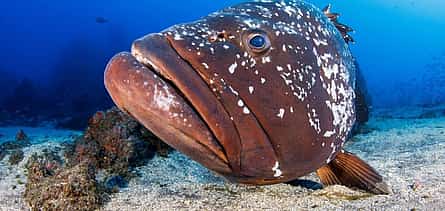 صورة 2 Garajau Marine Reserve Diving Experience