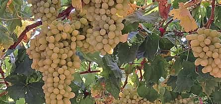 Foto 2 Von Heraklion aus: Wein&amp;Olivenöl-Verkostung und Töpferei