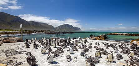 Fotografie 2 Private Shore Whale Watching Tour to Hermanus from Cape Town