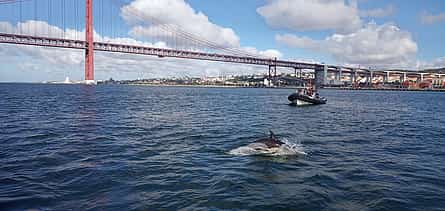 Foto 2 Dolphin Watching Lisbon Boat Tour