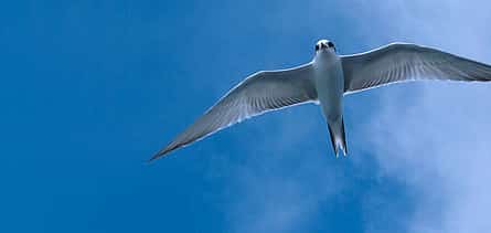 照片 2 Estuary Birdwatching Boat Tour