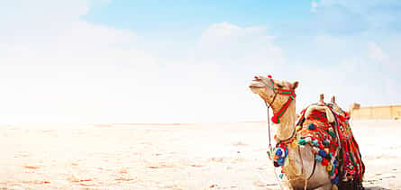 Photo 2 Camel Ride in Agadir