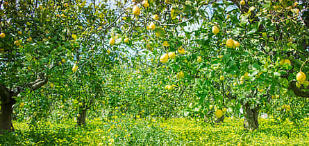 Photo 2 Lemon and Cheese Walking Tour in Sorrento