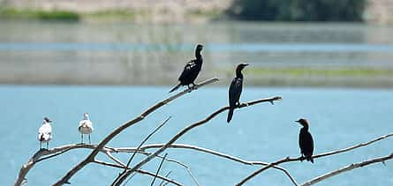 Foto 2 Observación de aves en barco Lago Skadar