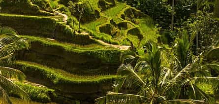 Photo 2 Best of Ubud: Nature, Temple, Waterfall and Rice Terrace