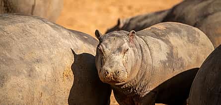 Photo 2 Half-day Afternoon Safari at Aquila Game Reserve from Cape Town