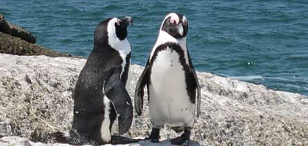 Photo 2 For Couples: Private Guided Sightseeing Day Tour of Cape Peninsula Penguins