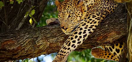 Photo 2 For Couples: Private Jeep Safari in Game Reserve