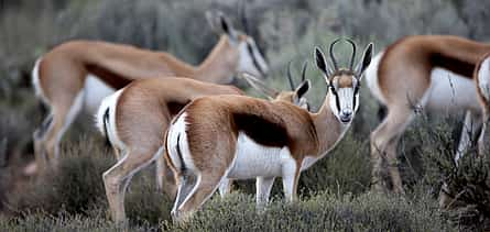 Foto 2 Reserva de caza Aquila. Safari tradicional de día completo a los 5 Grandes