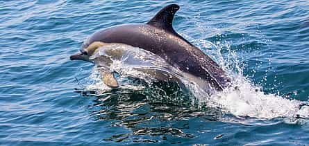 Photo 2 Dolphins and Benagil Cave Tour from Portimão